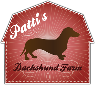 Dachshund Small Animal Black & Tan Dapple Piebald Shorthair ID